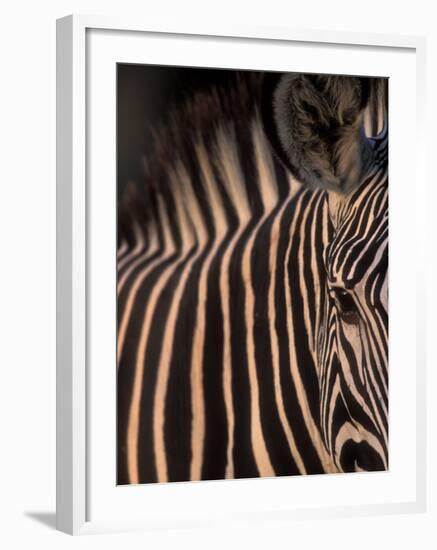 Grevy's Zebra at Sunset, Buffalo Springs National Reserve, Kenya-Paul Souders-Framed Photographic Print