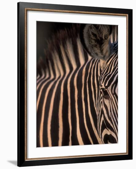 Grevy's Zebra at Sunset, Buffalo Springs National Reserve, Kenya-Paul Souders-Framed Photographic Print