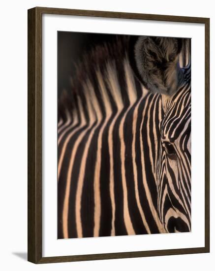 Grevy's Zebra at Sunset, Buffalo Springs National Reserve, Kenya-Paul Souders-Framed Photographic Print