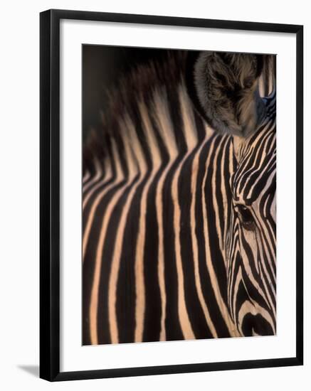 Grevy's Zebra at Sunset, Buffalo Springs National Reserve, Kenya-Paul Souders-Framed Photographic Print