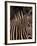 Grevy's Zebra at Sunset, Buffalo Springs National Reserve, Kenya-Paul Souders-Framed Photographic Print