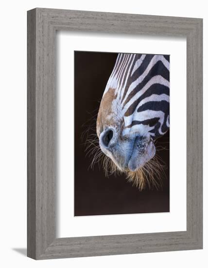 Grevy's Zebra (Equus Grevyi) Close Up of Muzzle-Juan Carlos Munoz-Framed Photographic Print