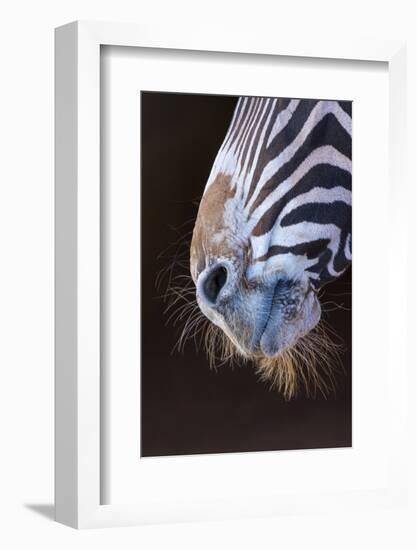 Grevy's Zebra (Equus Grevyi) Close Up of Muzzle-Juan Carlos Munoz-Framed Photographic Print