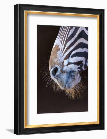 Grevy's Zebra (Equus Grevyi) Close Up of Muzzle-Juan Carlos Munoz-Framed Photographic Print