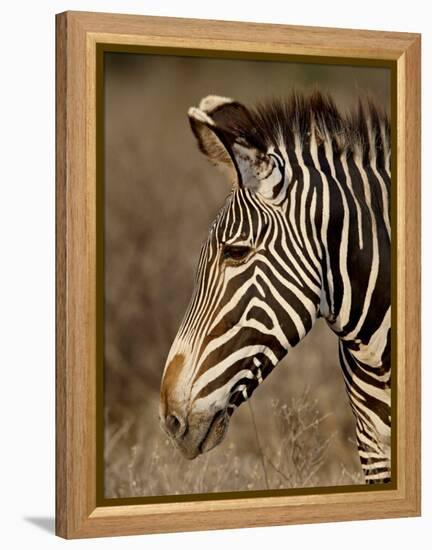 Grevy's Zebra (Equus Grevyi), Samburu National Reserve, Kenya, East Africa, Africa-James Hager-Framed Premier Image Canvas