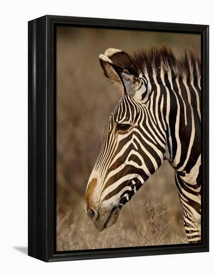 Grevy's Zebra (Equus Grevyi), Samburu National Reserve, Kenya, East Africa, Africa-James Hager-Framed Premier Image Canvas