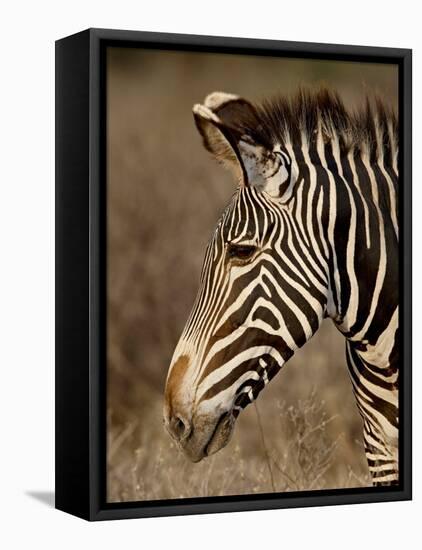 Grevy's Zebra (Equus Grevyi), Samburu National Reserve, Kenya, East Africa, Africa-James Hager-Framed Premier Image Canvas