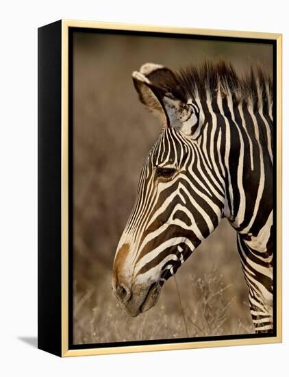 Grevy's Zebra (Equus Grevyi), Samburu National Reserve, Kenya, East Africa, Africa-James Hager-Framed Premier Image Canvas