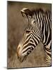 Grevy's Zebra (Equus Grevyi), Samburu National Reserve, Kenya, East Africa, Africa-James Hager-Mounted Photographic Print
