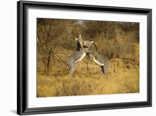 Grevy's Zebra Fighting-Mary Ann McDonald-Framed Photographic Print