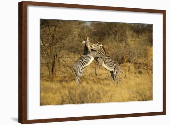 Grevy's Zebra Fighting-Mary Ann McDonald-Framed Photographic Print