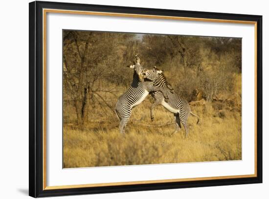 Grevy's Zebra Fighting-Mary Ann McDonald-Framed Photographic Print