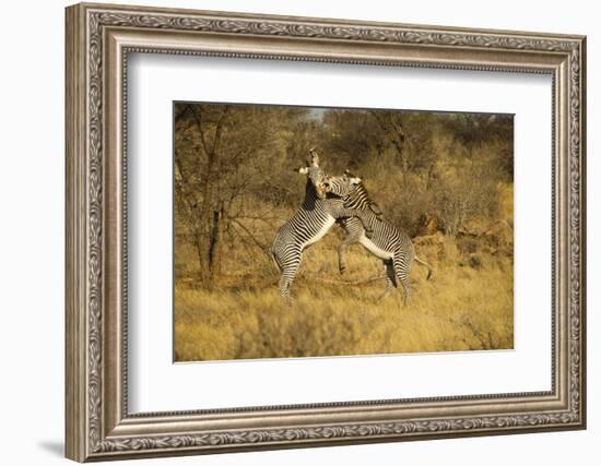 Grevy's Zebra Fighting-Mary Ann McDonald-Framed Photographic Print