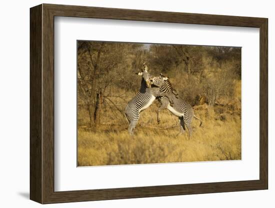 Grevy's Zebra Fighting-Mary Ann McDonald-Framed Photographic Print