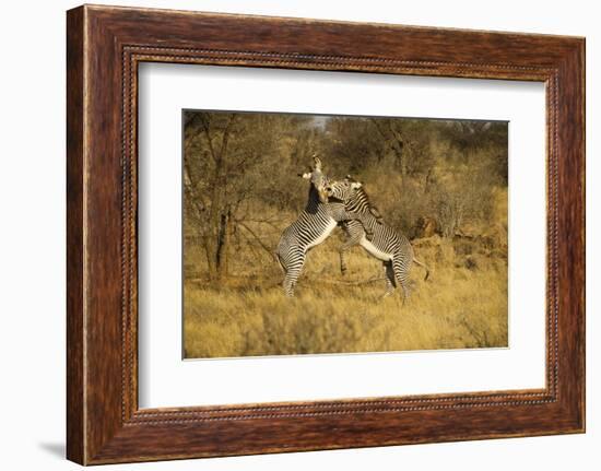 Grevy's Zebra Fighting-Mary Ann McDonald-Framed Photographic Print