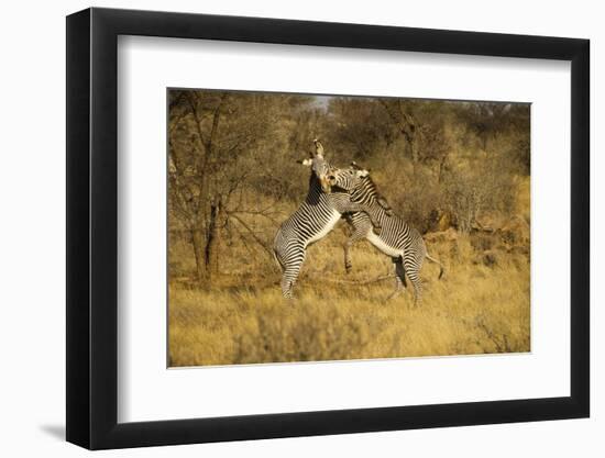 Grevy's Zebra Fighting-Mary Ann McDonald-Framed Photographic Print