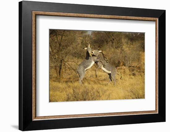Grevy's Zebra Fighting-Mary Ann McDonald-Framed Photographic Print