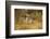 Grevy's Zebra Fighting-Mary Ann McDonald-Framed Photographic Print