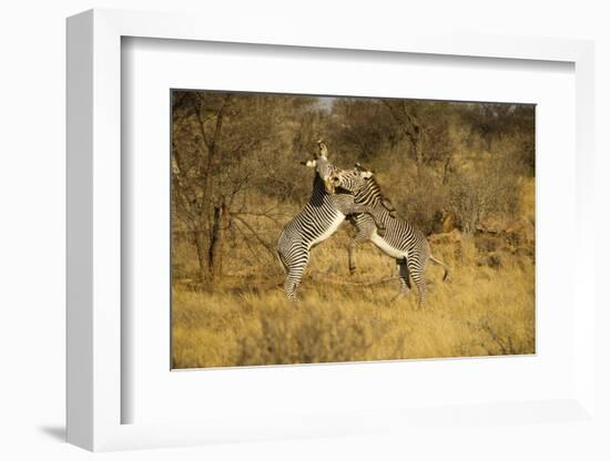 Grevy's Zebra Fighting-Mary Ann McDonald-Framed Photographic Print