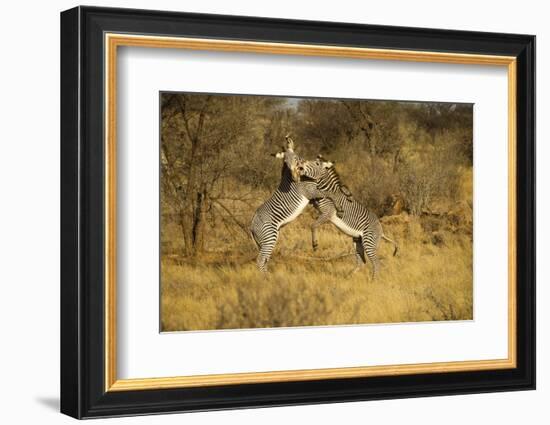 Grevy's Zebra Fighting-Mary Ann McDonald-Framed Photographic Print