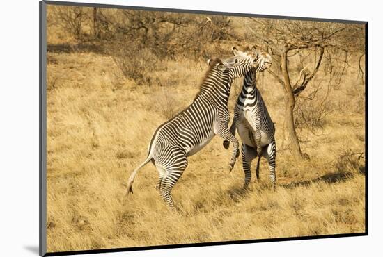 Grevy's Zebra Fighting-Mary Ann McDonald-Mounted Photographic Print