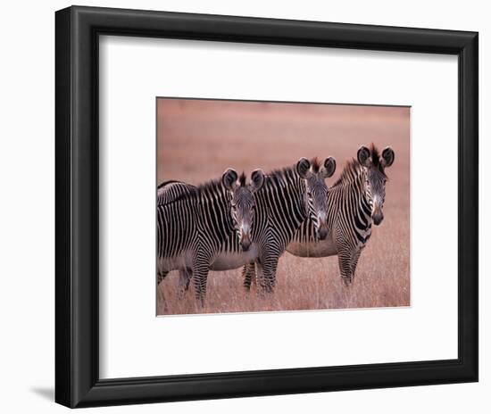 Grevy's Zebra, Masai Mara, Kenya-Dee Ann Pederson-Framed Photographic Print