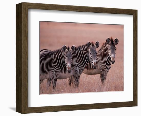 Grevy's Zebra, Masai Mara, Kenya-Dee Ann Pederson-Framed Photographic Print