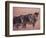 Grevy's Zebra, Masai Mara, Kenya-Dee Ann Pederson-Framed Photographic Print