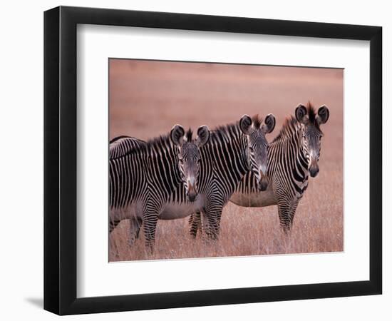 Grevy's Zebra, Masai Mara, Kenya-Dee Ann Pederson-Framed Photographic Print