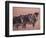 Grevy's Zebra, Masai Mara, Kenya-Dee Ann Pederson-Framed Photographic Print