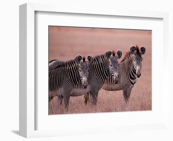 Grevy's Zebra, Masai Mara, Kenya-Dee Ann Pederson-Framed Photographic Print