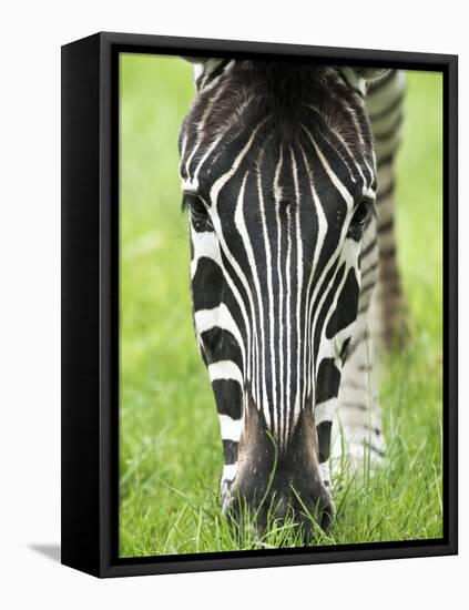 Grevy's Zebra-Adrian Bicker-Framed Premier Image Canvas