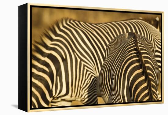Grevy's Zebra-Mary Ann McDonald-Framed Premier Image Canvas