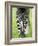 Grevy's Zebra-Adrian Bicker-Framed Photographic Print