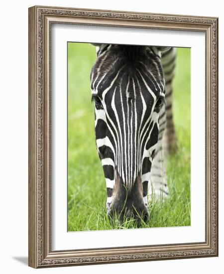 Grevy's Zebra-Adrian Bicker-Framed Photographic Print