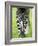 Grevy's Zebra-Adrian Bicker-Framed Photographic Print