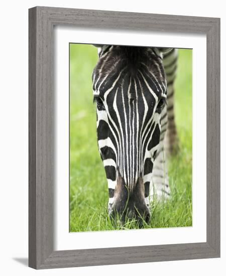 Grevy's Zebra-Adrian Bicker-Framed Photographic Print