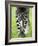 Grevy's Zebra-Adrian Bicker-Framed Photographic Print