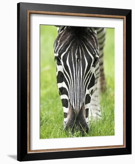 Grevy's Zebra-Adrian Bicker-Framed Photographic Print