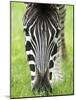 Grevy's Zebra-Adrian Bicker-Mounted Photographic Print