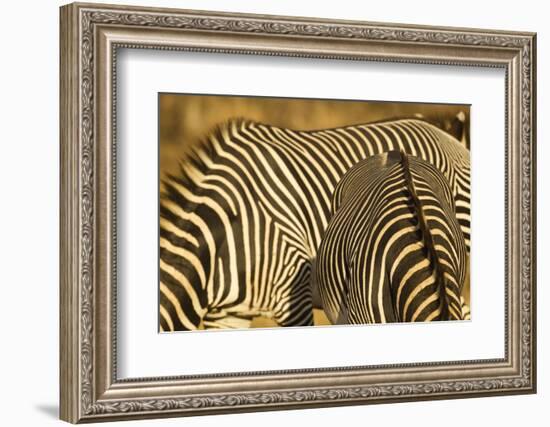 Grevy's Zebra-Mary Ann McDonald-Framed Photographic Print