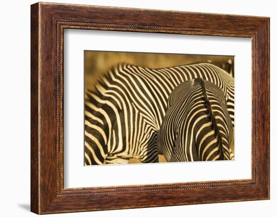 Grevy's Zebra-Mary Ann McDonald-Framed Photographic Print