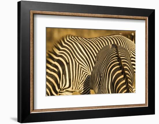 Grevy's Zebra-Mary Ann McDonald-Framed Photographic Print