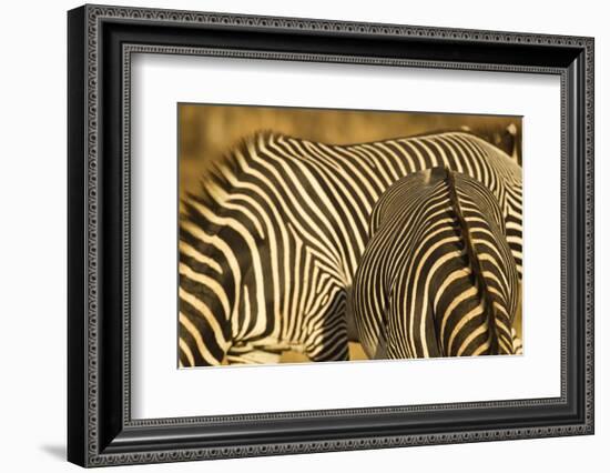 Grevy's Zebra-Mary Ann McDonald-Framed Photographic Print