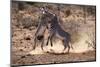 Grevy zebra (Equus grevyi) stallions fighting, Samburu National Reserve, Kenya.-Eric Baccega-Mounted Photographic Print