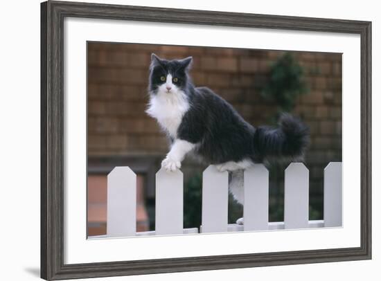 Grey and White Cat Climbing on Picket Fence-DLILLC-Framed Photographic Print