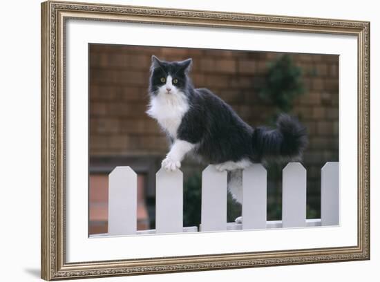 Grey and White Cat Climbing on Picket Fence-DLILLC-Framed Photographic Print