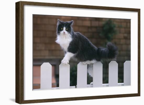 Grey and White Cat Climbing on Picket Fence-DLILLC-Framed Photographic Print