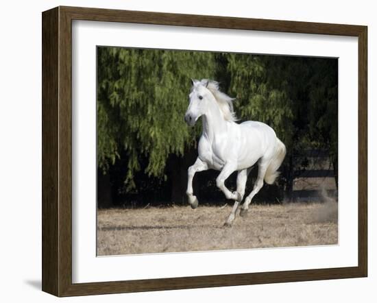 Grey Andalusian Stallion Cantering in Field, Ojai, California, USA-Carol Walker-Framed Photographic Print