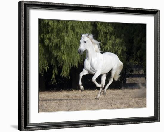 Grey Andalusian Stallion Cantering in Field, Ojai, California, USA-Carol Walker-Framed Photographic Print